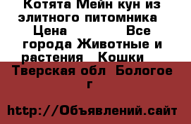 Котята Мейн-кун из элитного питомника › Цена ­ 20 000 - Все города Животные и растения » Кошки   . Тверская обл.,Бологое г.